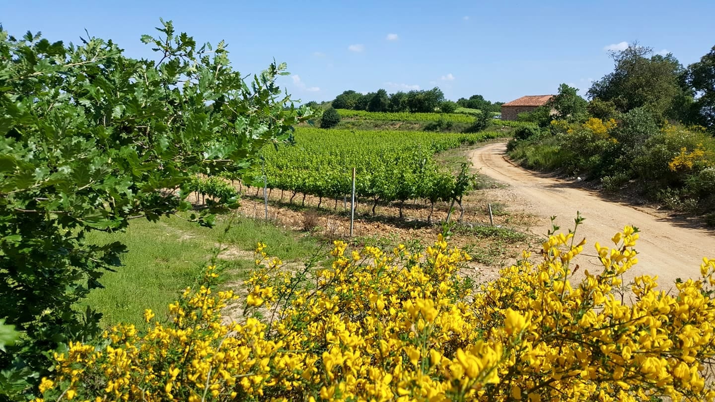 Domaine Vaquer